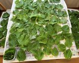 山形の庄内の味 失敗しないしそ巻き⭐︎しその大量消費にも作り方5写真