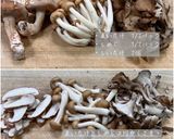 もちもち鶏ときのこのおこわ作り方2写真