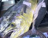 気軽に握り寿司・魚はシイラ作り方1写真
