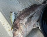 釣って来た太刀魚、真鯛、鯵のフライ作り方2写真