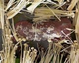 豚ヒレ肉の塩麹オーブン焼き作り方3写真