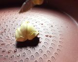 とまらぬ旨さ！キャベツの甘味噌炒め作り方2写真