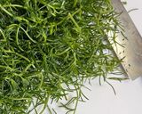 おかひじきの和風★炒飯作り方2写真