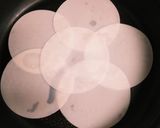 餃子の皮消費！余った食材でピザ風に!作り方1写真