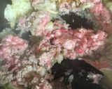 簡単ミートソース作り方4写真