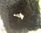 新♡豆腐百珍①白子ふう海苔巻き豆腐作り方4写真