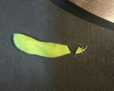 普通の枝豆作り方1写真