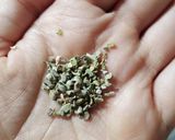 手羽先のトマト煮(圧力鍋)作り方5写真