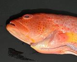 ラプラプの炊き込みごはん作り方1写真