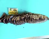 カツオタタキをお醤油味でいただきまーす作り方2写真