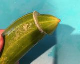 パリパリ★義母のきゅうりの佃煮作り方2写真