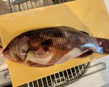 釣って来たコブダイとマゾイの刺身作り方1写真
