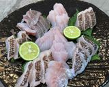 釣って来たコブダイとマゾイの刺身作り方4写真