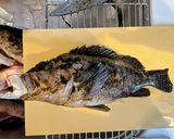 釣って来たコブダイとマゾイの刺身作り方3写真