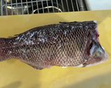 釣って来たコブダイとマゾイの刺身作り方2写真