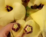 花オクラといちじくとモッツァレラのサラダ作り方4写真