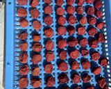 塩分16%梅干し作り方18写真