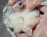 生タコの下処理&やわらか冷凍保存作り方8写真