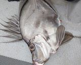 カガミダイの肝の煮付け作り方1写真