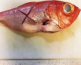 兄貴の金目鯛の煮付け！作り方1写真