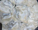 餃子の皮でパリパリモチモチマルゲリータ作り方4写真