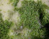 しその実の醤油漬け作り方5写真