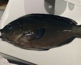 釣ってきた　新鮮メジナのムニエル作り方1写真