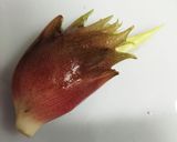 らっきょう酢１本で♪　ミョウガの甘酢漬け作り方3写真