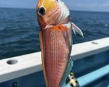 釣って来た甘鯛の松笠揚げ作り方1写真