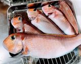 釣って来た甘鯛の松笠揚げ作り方2写真