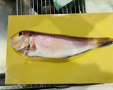 釣って来た甘鯛の松笠揚げ作り方3写真