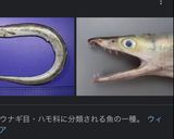 鱧の湯引き作り方1写真
