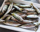 骨まで食べつくす！小アジのカリカリ唐揚げ作り方1写真
