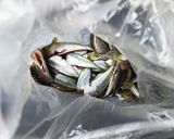 骨まで食べつくす！小アジのカリカリ唐揚げ作り方3写真