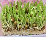 豆苗の中華風炒め作り方2写真
