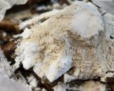 全粒粉でカリカリ！ごぼうのからあげ作り方4写真