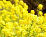 鶏肉と菜の花のエスニック風作り方5写真