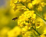 鶏肉と菜の花のエスニック風作り方6写真