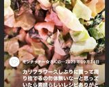 カリフラワーの葉　マスタードツナサラダ作り方7写真
