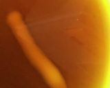 副菜キャベツとしめじのからしめんつゆ和え作り方4写真