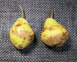 洋梨のコンポート作り方1写真