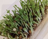レンジで豆苗の豚肉巻き☆簡単旨タレレシピ作り方10写真