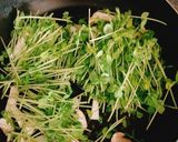 豆苗、エリンギ、卵の簡単炒め作り方2写真