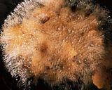 ウチの大学芋✨作り方4写真