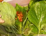 10分|簡単♪えごまの葉の醤油漬け★韓食作り方6写真