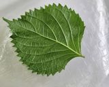 ライスペーパーで簡単！紫蘇の天ぷら風作り方1写真