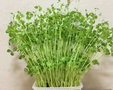 豆苗とちくわのピリ辛炒め作り方1写真