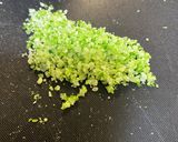 柚子胡椒（辛さ控えめ）作り方3写真