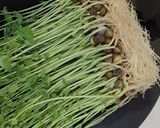 豆苗再生栽培〜簡単豆苗マヨサラダ作り方1写真