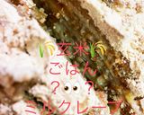 和風ミルクレープ　　　　お米トレーニング作り方14写真